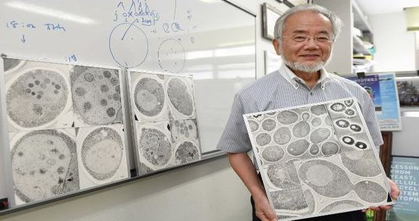 Biologist Yoshinori Ohsumi 