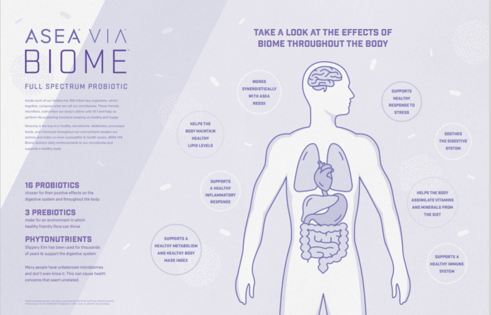 Gut Health, Probiotics, and Biome | Our Global Home Business
