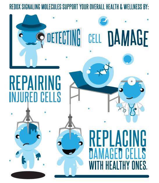 redox signaling molecules - detecting, repairing, replacing